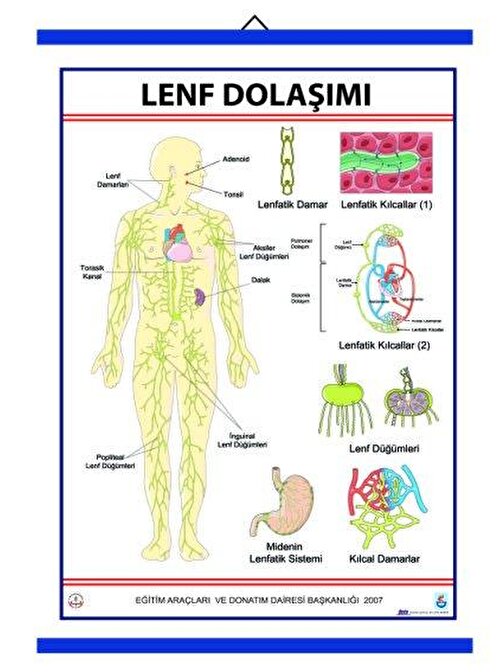 Edulab Lenf Dolaşımı Levhası