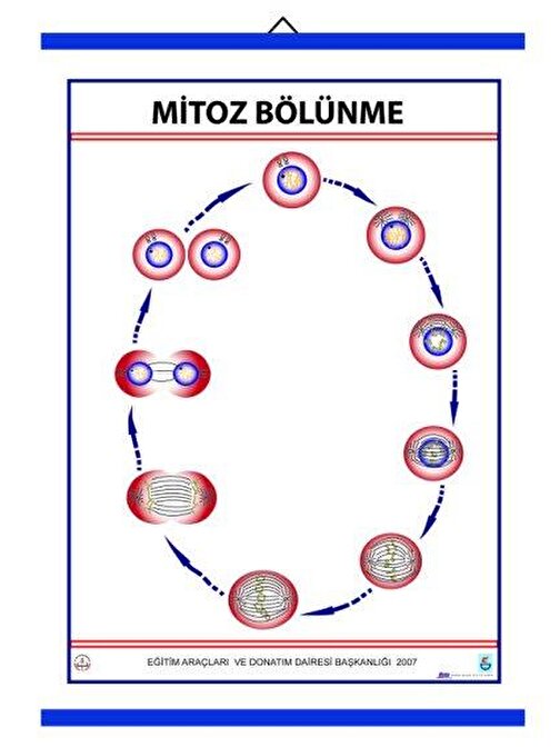 Edulab Mitoz Levhası (70X100 Cm)