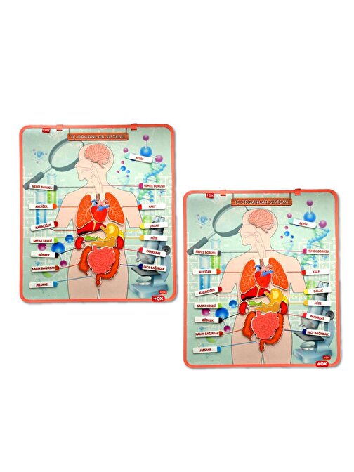 Tox İç Organlar Sistemi Keçe Duvar Panoları Eğitici Oyuncak 2 Set - 52 Parça 2 - 4 Yaş