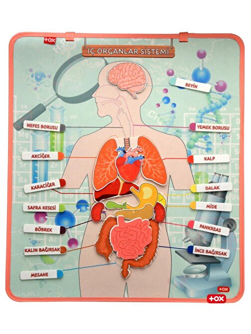Tox İç Organlar Sistemi Keçe Duvar Panosu Eğitici Oyuncak 2 - 4 Yaş