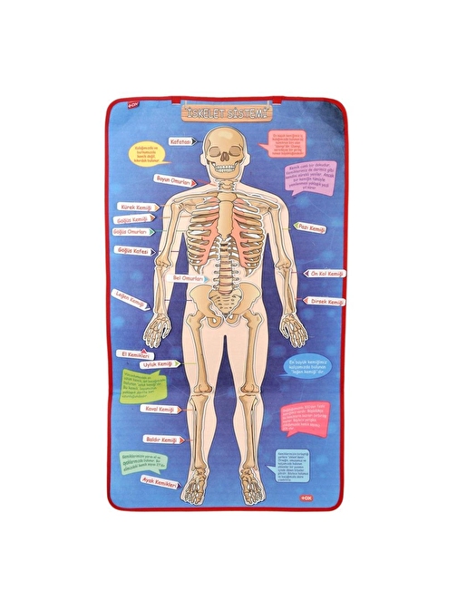 Tox İskelet Sistemi Keçe Duvar Panosu Eğitici Oyuncak 2 - 4 Yaş