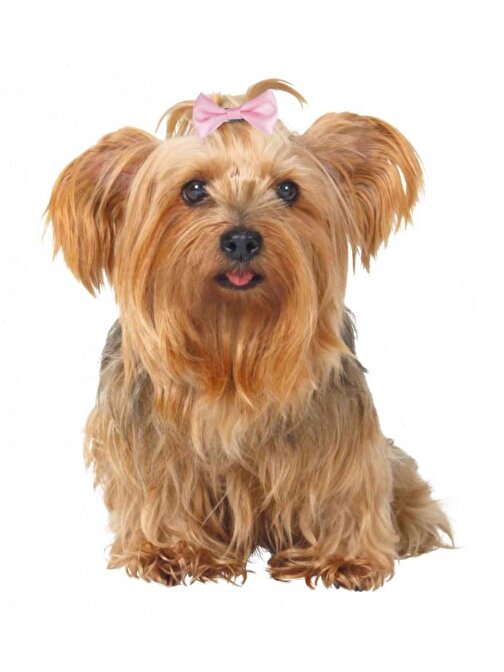 Trixie Köpek Saç Tokası 4-5,5cm 10 Adet