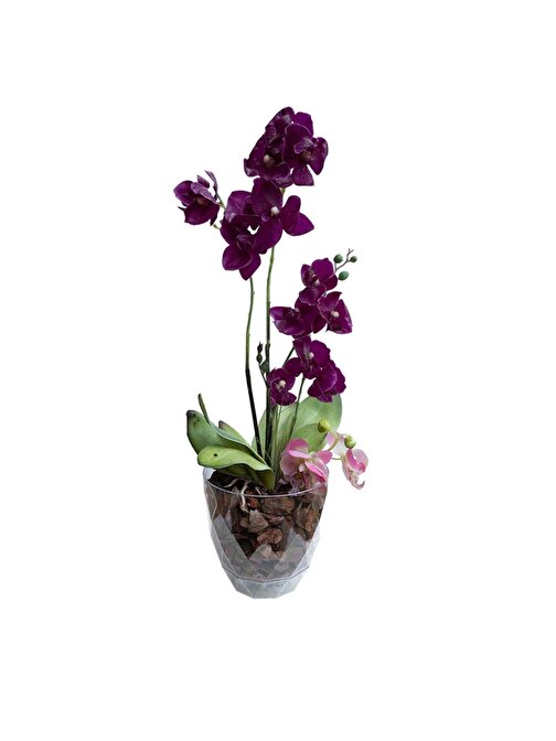 Lilibeaty Yakamoz Orkide Saksı No 3 Krs-463