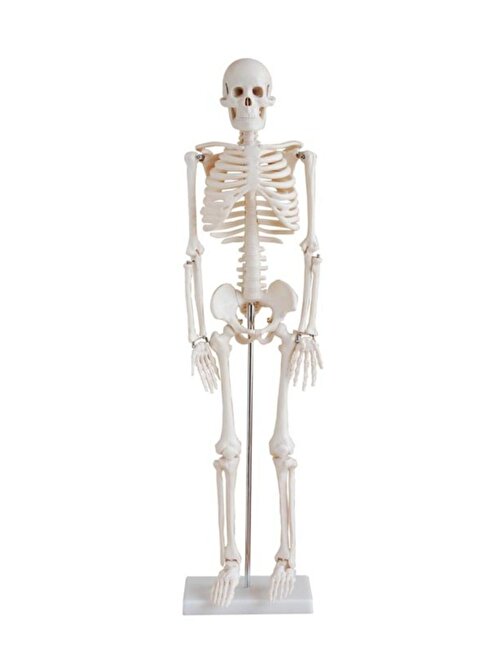 Limmy insan iskeleti modeli 45 cm