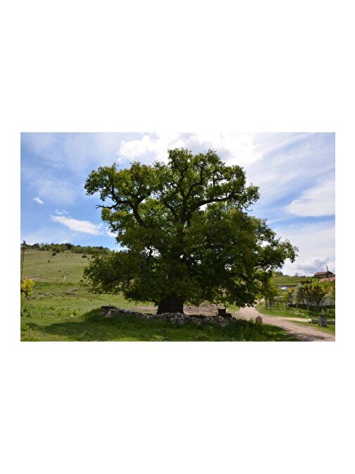 Patika Botanik Saplı Meşe Quercus Robur Ağaç Tohumu 20 Adet