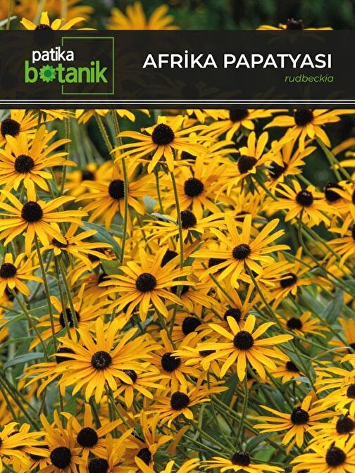 Patika Botanik Afrika Papatyası Çiçeği Tohumu 100 Adet