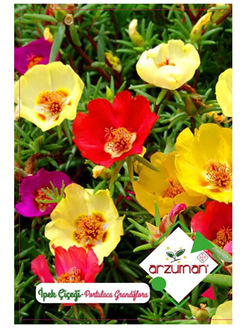 Arzuman Tohum Ipek Çiçeği Çiçek Tohumu