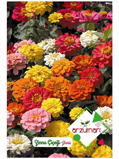 Arzuman Tohum Zinna Çiçeği  30 Adet