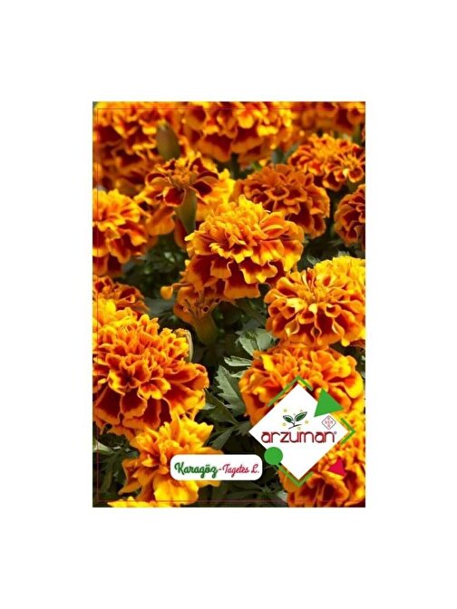 Arzuman Karagöz Çiçeği Tohumu 50 Adet