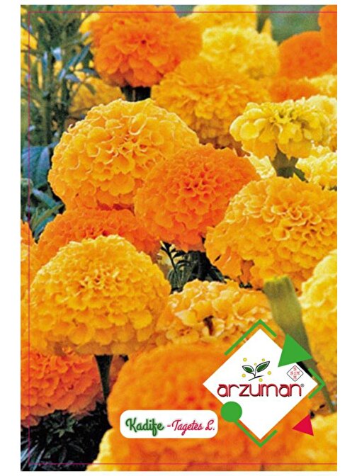 Arzuman Boylu Kadife Çiçeği Tohumu 50 Adet