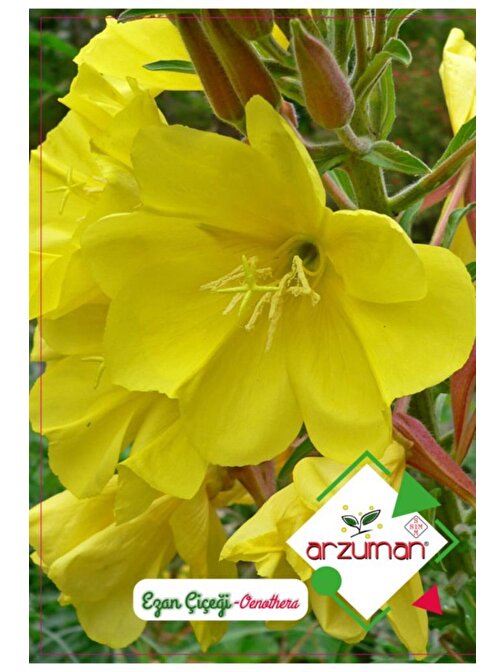 Arzuman Tohum Ezan Çiçeği (100 Adet)