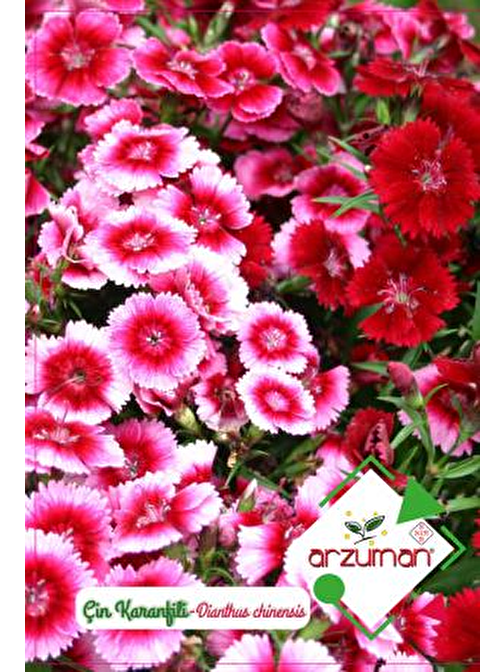 Arzuman Çin Karanfili Çiçeği Tohumu  100 Adet