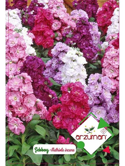 Arzuman Tohum Şebboy Çiçeği Tohumu - 100 Adet