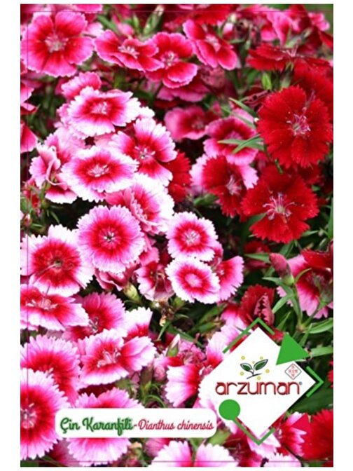Arzuman Süs Bitki Çin Karanfil Çiçek Tohumu