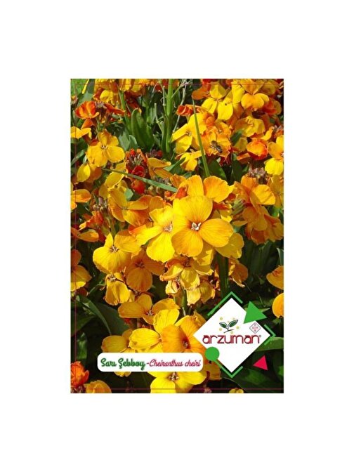 Arzuman Dona Dayanıklı Sarı Şebboy Çiçeği Tohumu-100 Adet