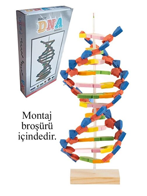 Dna Modeli 1 Paket Evadan DNA Yapım Seti Dna Saemalı Deney Yapım Seti Okul Materyali