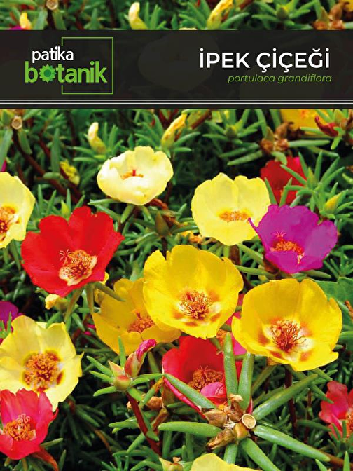 100 Adet İpek - Şellaki (Portulaca Grandiflora) Çiçek Tohumu