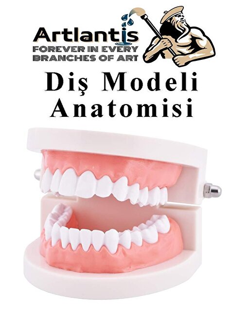 Diş Modeli Anatomisi 1 Paket İnsan Diş Çene Modeli Eğitci Fen Biyoloji Deney Maketi Diş Maketi
