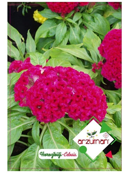 Arzuman Horoz Ibiği Çiçeği Tohumu 1 Paket (100 Adet Tohum)