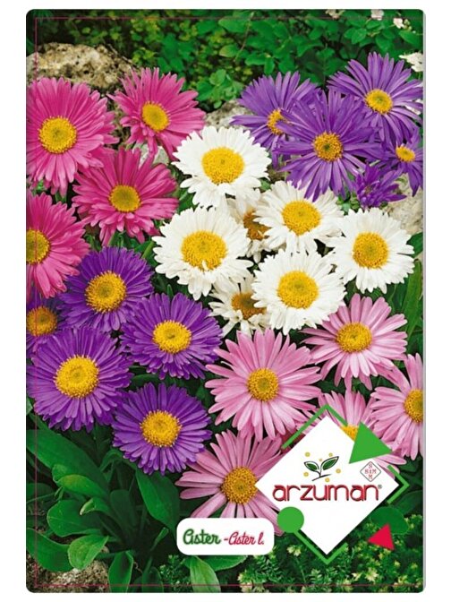 Aster Çiçeği Tohumu (50 Adet) Farklı Renklerde