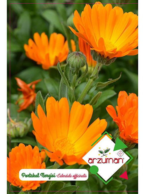 Portakal Nergisi Çiçeği Çiçek Tohumu (30 Adet)