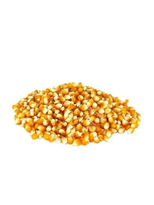 Arzuman Cin Mısır Tohum - Arzuman Patlayan - Popcorn Mısır Tohumu