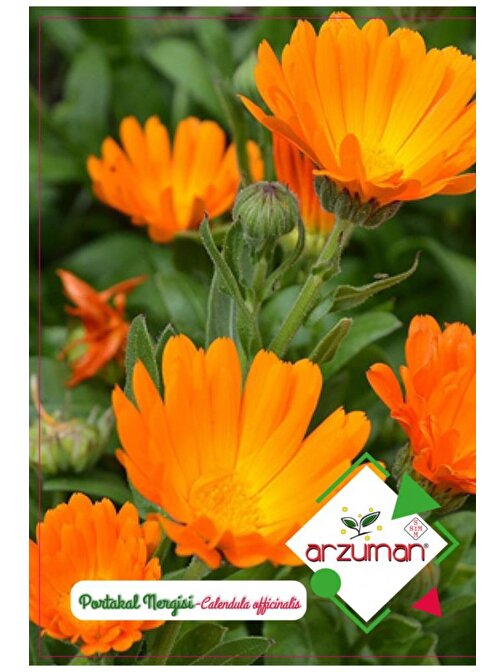 Portakal Nergisi /aynı Sefa Çiçeği (30 Adet)