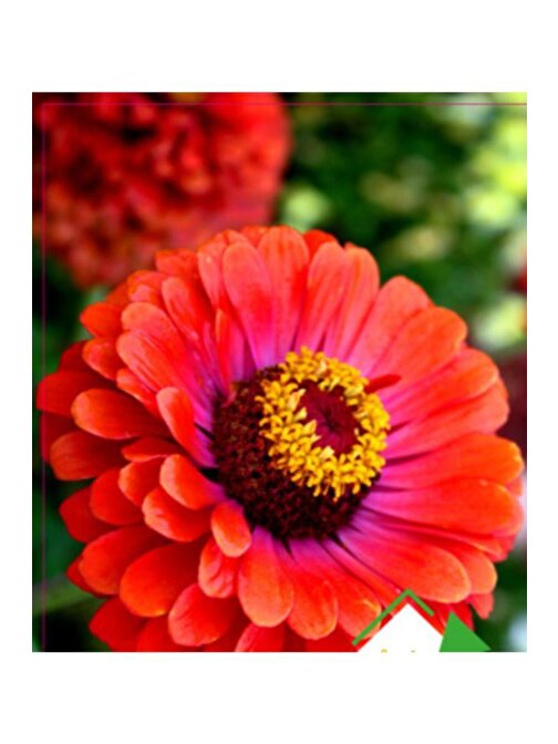 Beybeğendi Çiçeği Tohumu 30 Adet Arzuman