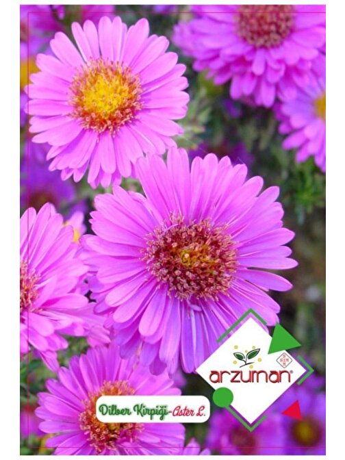 Arzuman Dilber Kirpiği Çiçeği Tohumu 1 Paket (50 Adet Tohum)