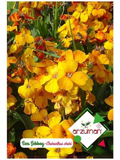 Arzuman Sarı Şebboy Çiçeği Tohumu 1 Paket (100 Adet Tohum)