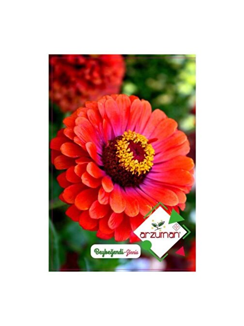 Karışık Beybeğendi Zinna Çiçeği Tohumu-30 Adet