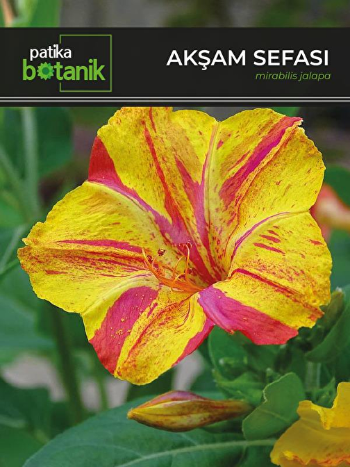 15 Adet Akşam Sefası (Mirabilis Jalapa) Çiçek Tohumu