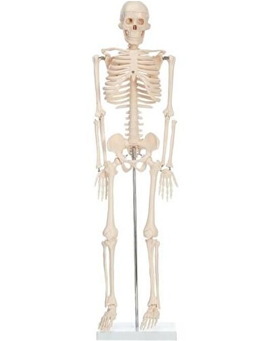 iskelet insan modeli 85 cm - 1 Adet