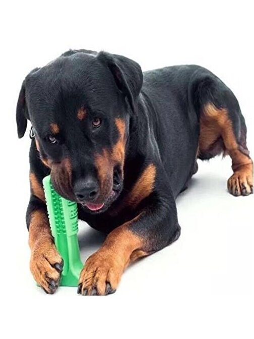 Köpek Diş Fırçası Büyük Boy