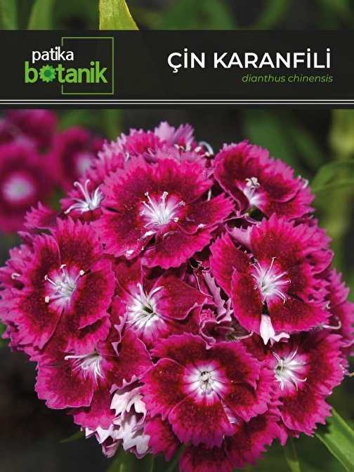  100 Adet Çin Karanfili (Dianthus Chinensis) Çiçek Tohumu