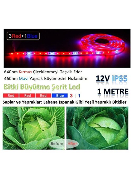 Tam Spektrum Hidrofonik Fito Sera Bitki Büyütme 5050 WP Şerit LED Işık 3 Red 1 Blue