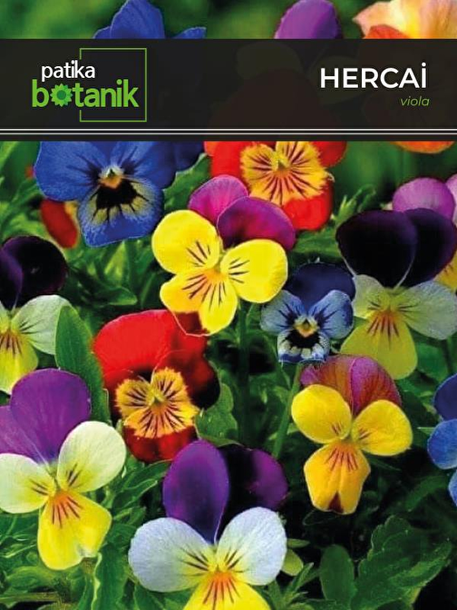 100 Adet Hercai Menekşe (Viola) Çiçek Tohumu 