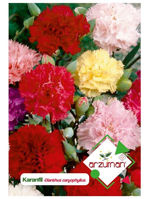 100 Adet Karanfil (Dianthus Caryophyllus) Çiçek Tohumu 