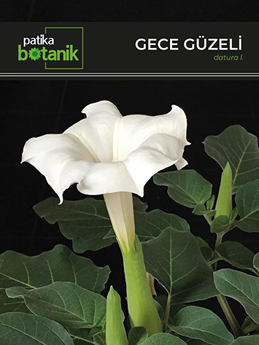 15 Adet Gece Güzeli (Datura L.) Çiçek Tohumu