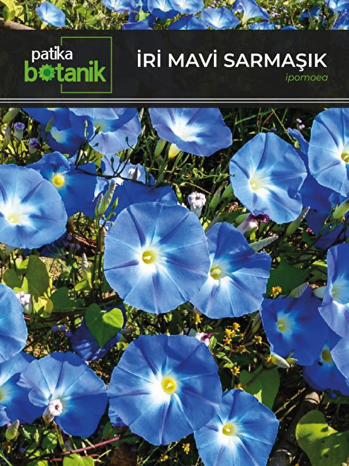 30 Adet İri Mavi Sarmaşık  Çiçek Tohumu