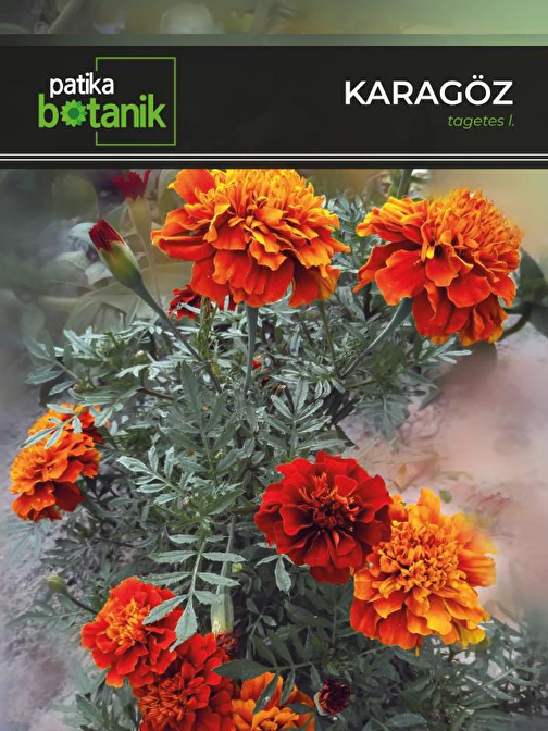 50 Adet Karagöz (Tagetes L.) Çiçek Tohumu 