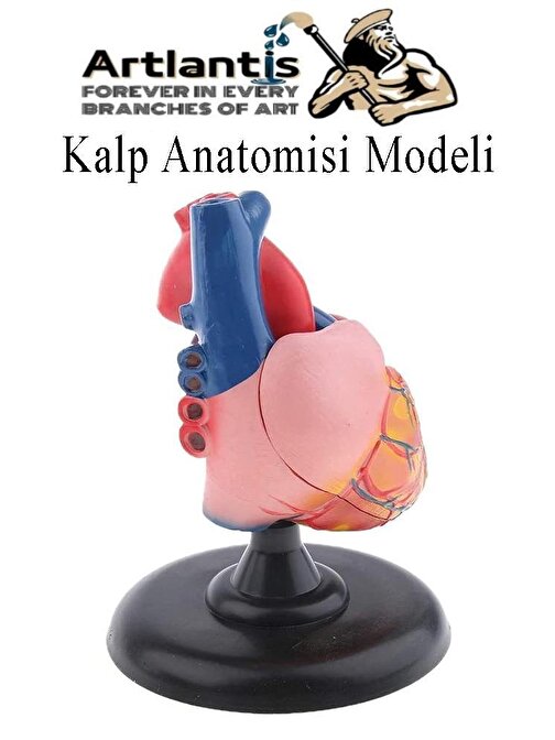 Kalp Modeli 2 Parça 1 Adet Gerçek Boy Kalp Anatomisi Modeli İnsan Kalp Modeli Renkli Bilim Deney Malzemesi