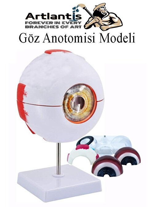 Göz Anatomisi Modeli 1 Adet İnsan Gözü Anatomik Modeli Deney Bilim