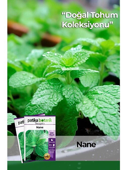 100 Adet Nane (Mentha) Çiçek Tohumu 