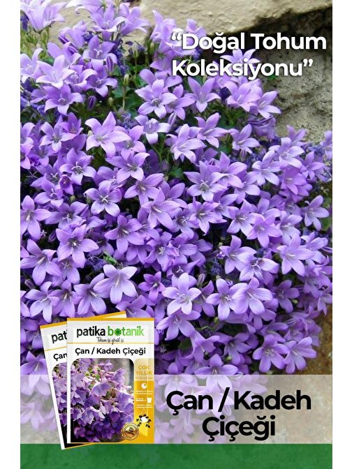 100 Adet Çan Kadeh (Campanula L.) Çiçek Tohumu 