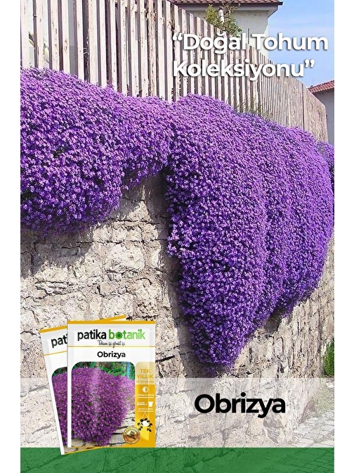 100 Adet Obrizya Çiçek Tohumu (Aubrieta)