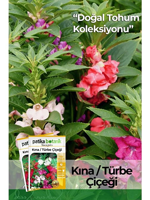 Türbe Çiçeği (ımpatiens Balsamina) Çiçek Tohumu 30 Adet