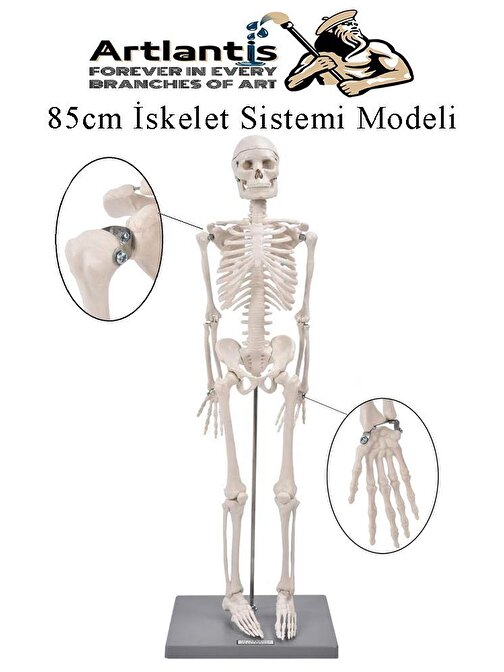 İskelet Maketi 85 cm 1 Adet Eğitim İnsan İskelet Modeli İskelet Sistemi Haraketli İskelet Anatomisi