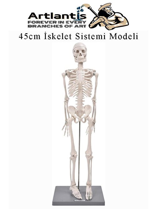 İskelet Maketi 45 cm 1 Adet Eğitim İnsan İskelet Modeli İskelet Sistemi Haraketli İskelet Anatomisi