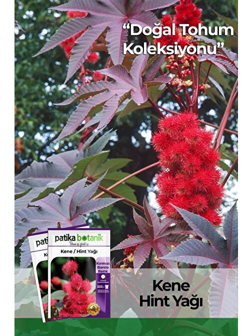 5 Adet Kene Çiçeği (ricinus Communis) Çiçek Tohumu